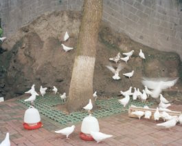 Jiehao Su