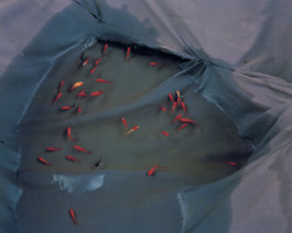Jiehao Su